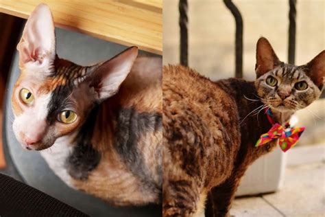 Cornish Rex Vs Devon Rex: Which One Will Be Your Choice?