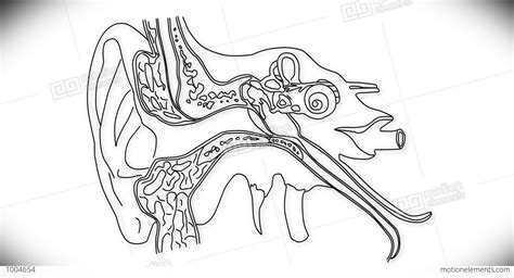 parts   ear drawing  getdrawings