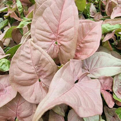 Syngonium Red Heart - Garden Express