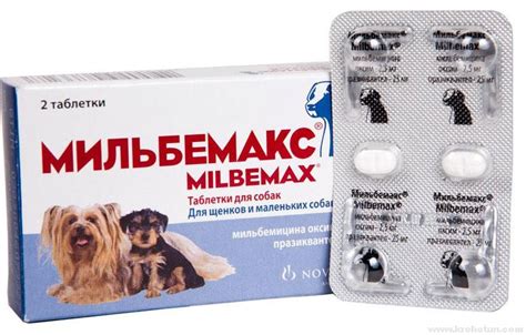 Глисты у собак: симптомы и схемы лечения