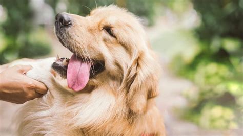 Folliculitis In Dogs - Windy City Pet Expo