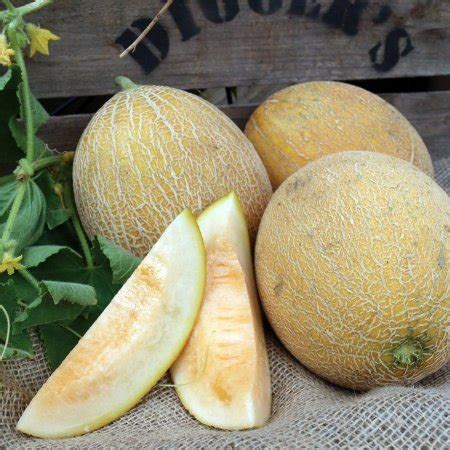 goldenseeds.bg | семена на ниски цени! Продукти