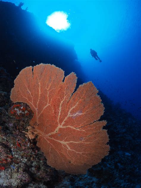 The reef - DivePoint Maldives