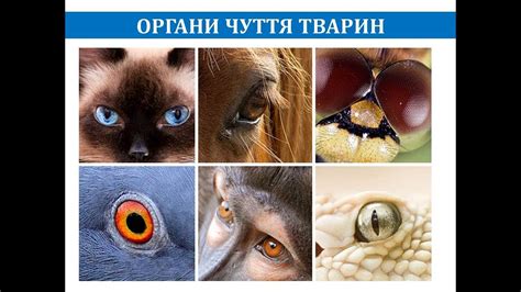 Органи чуття тварин - YouTube