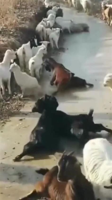 Funny cats | Jokes with cats | JOKES WITH - One News Page VIDEO