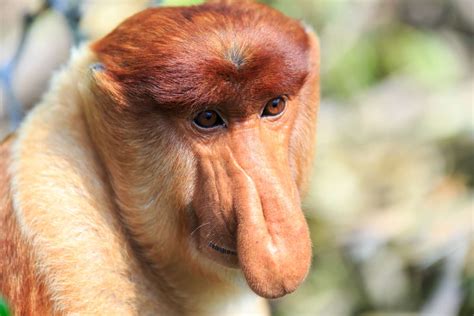 13 of the Ugliest Animals on Earth
