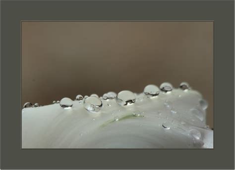 Photo Gotas de rocío