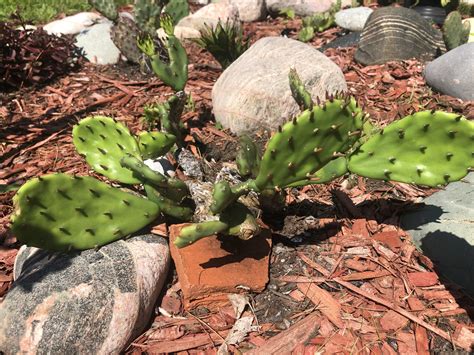 Eastern Prickly Pear | Spineless Opuntia | Opuntia Humifusa Cactus