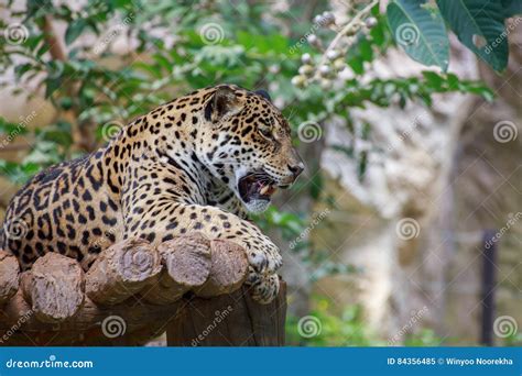 tiger   timber stock image image  face brute