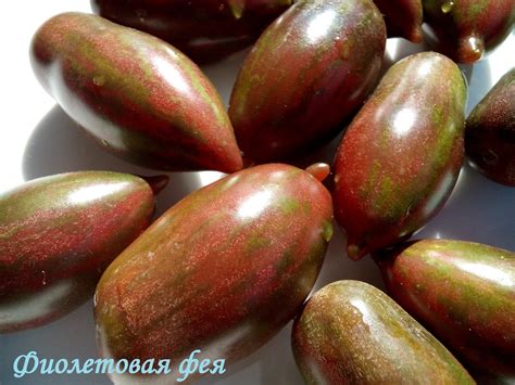 Томат Фиолетовая фея: описание сорта, отзывы, фото tomatland.ru