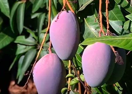 Comprar Mango Ecológico Online - Recién Recolectado