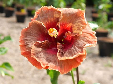 Fancy Hibiscus 'Voodoo Magic' 010 | Hibiscus, Hibiscus garden, Flowers