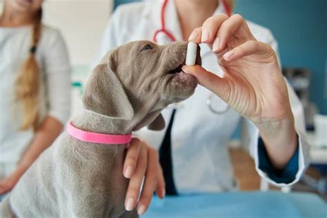 Utilização Da Dipirona Para Cachorro - Vettop Vida Animal