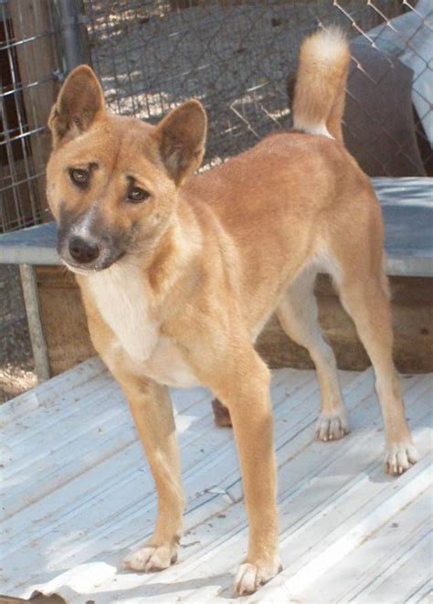 New Guinea Singing Dog - Temperament, Lifespan, Shedding, Puppy