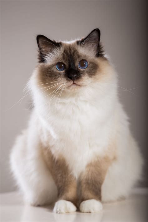 Sacred,Birman,Cat,,Birma - Zoolyx