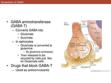 PPT - Chapter 7: Glutamate and GABA PowerPoint Presentation, free ...