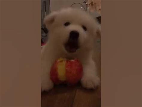 Собачка милашка 😇😇😇😇😇😇🐶🐶🐶 - YouTube