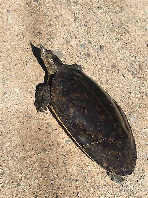 can turtle stressed fast 7