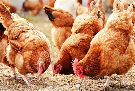 poultry farming ina bmaraya sa bcana ka le maragaya ka janprra lgae