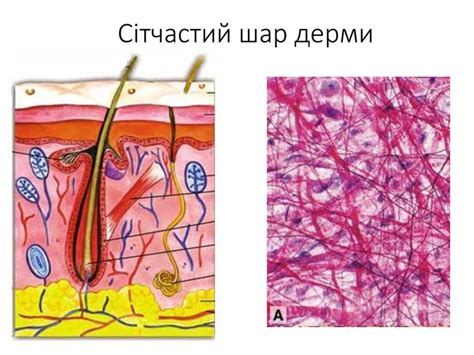 Презентація "Будова шкіри та її функції"