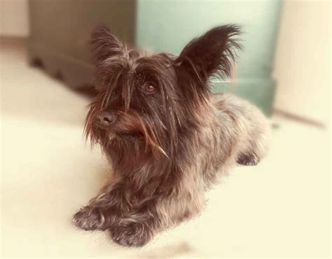 #097 ALREADY ADOPTED - Gauteng, Edenvale - Adopt Chilli: The Playful ...