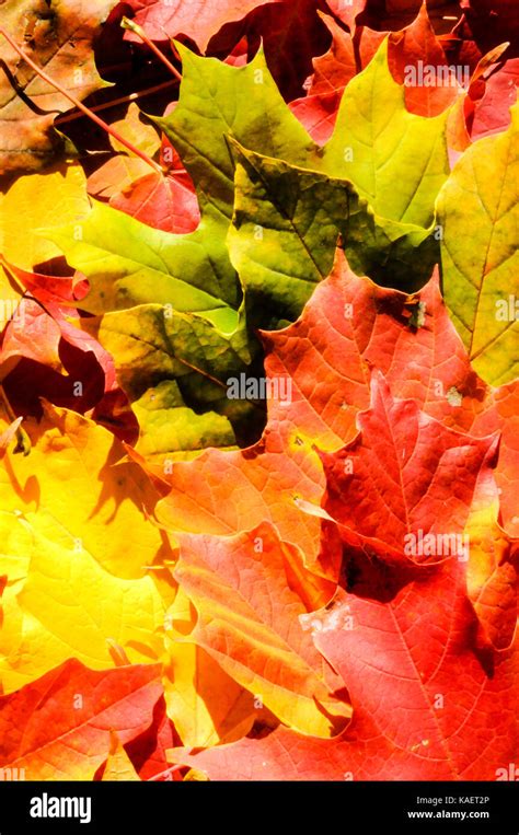 Background autumn maple leaves Stock Photo - Alamy