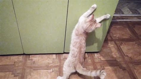 Зарядка для кота - YouTube