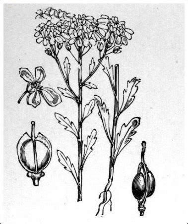 Annual Candytuft facts and health benefits