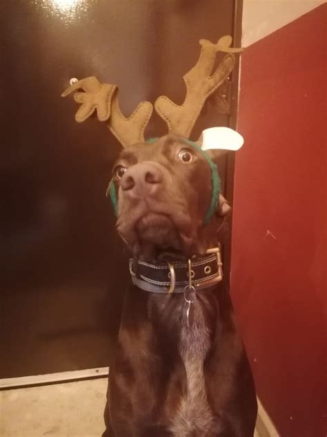 Arabian cat (Official Music VIdeo) ft by OpticalLatencyFuzz22141