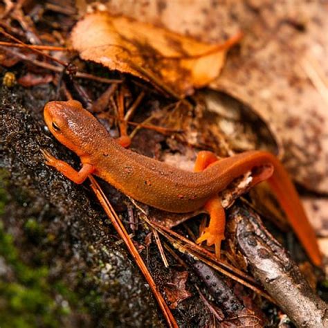 Amphibians - Let's Talk Science