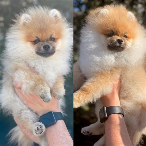 Grooming Poms