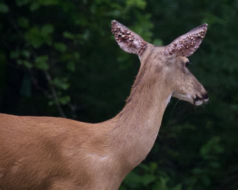 Putting the “deer” in “deer tick”. : r/WTF