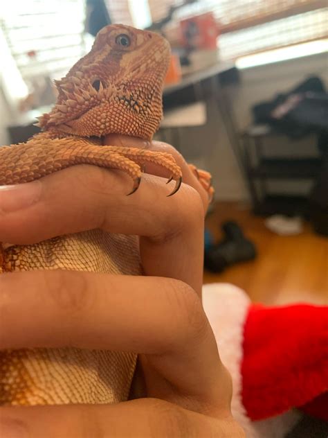 Should I cut her nails : r/BeardedDragons
