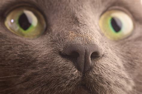 Мордочка кота корат - обои для рабочего стола, картинки, фото