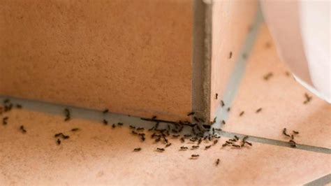 how to get rid of ants in bathroom
