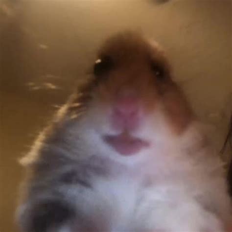 Create meme "fun with hamsters, hamster selfie, funny hamster ...