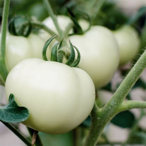 Tomato- White Beauty seeds | The Seed Collection