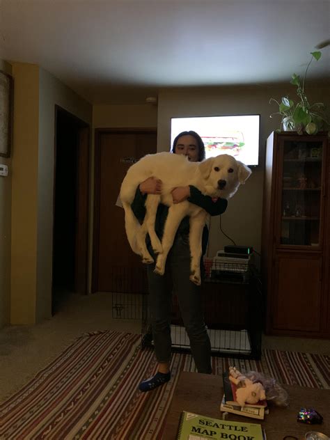 This is my family's six month old Great Pyrenees Penny! I can barely