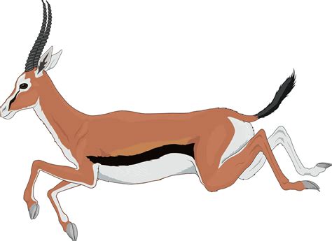 Download Antelope, Running, Leaping. Royalty-Free Vector Graphic - Pixabay