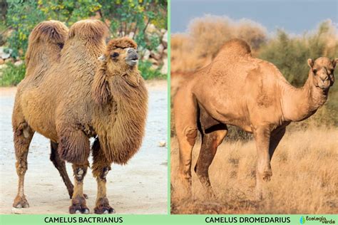Qual A Diferença Entre Camelo E Dromedário - Diferencia entre camello y dromedario - Resumen