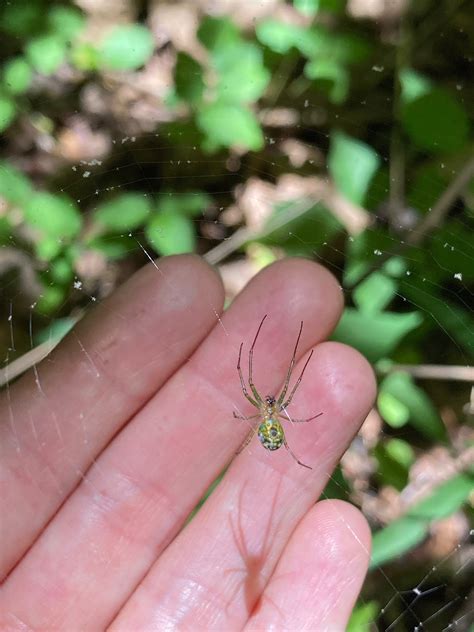 New study reveals that tree species diversity increases spider density