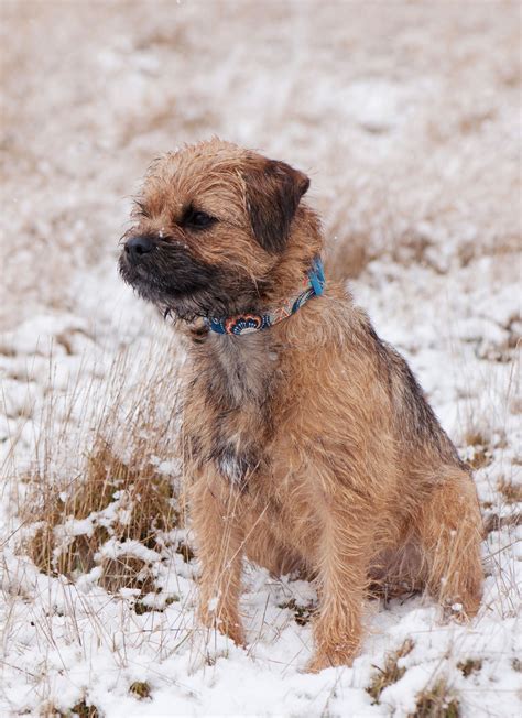 Small Terrier Dog Breeds Uk - Goimages Free