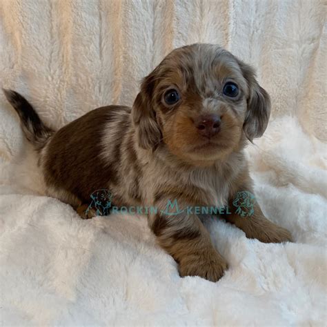 Dachshund Puppies – Rockin M Kennel