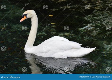 Ganzo stock image. Image of wonderful, ganzo, white, water - 53639969
