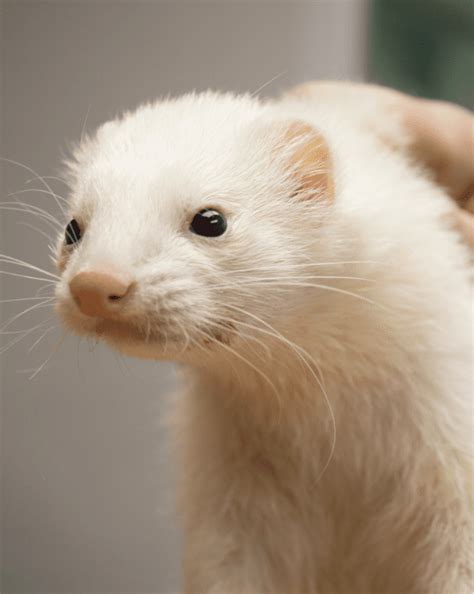 white ferret species  sofia goldman blog