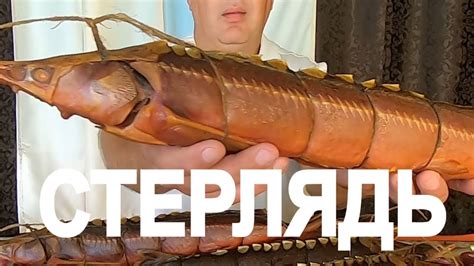 Стерлядь Горячего Копчения. Рецепты горячего копчения рыбы. - YouTube