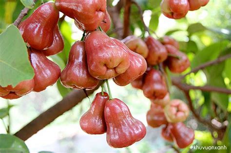 Cây Roi đỏ - Giống cây ăn quả dễ trồng, mang lại lợi ích tuyệt vời cho ...