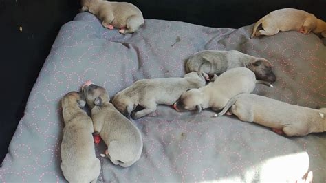 Whippet vipet wipet - YouTube