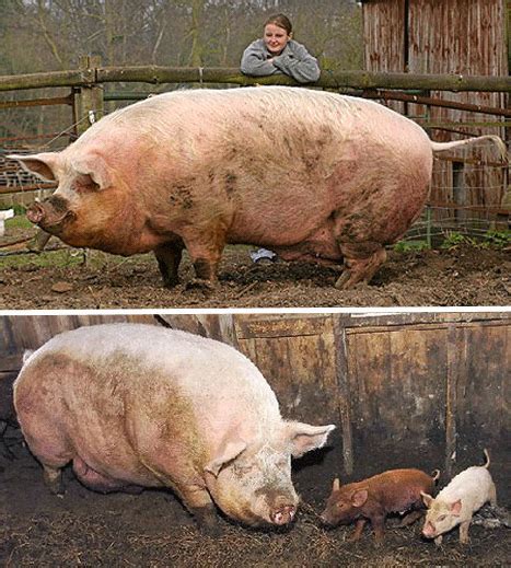 wowboom: หมู ตัวใหญ่ที่สุดในโลก (Biggest pig)