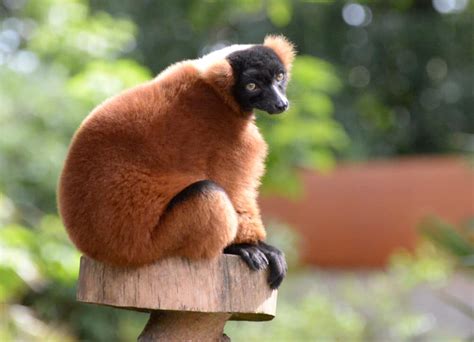 red vari - Vogelpark Avifauna